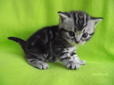 britske_whiskas_kocicky_s_pp_27025864_1_F